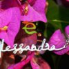 Nome Argento Fashion - immagine 6